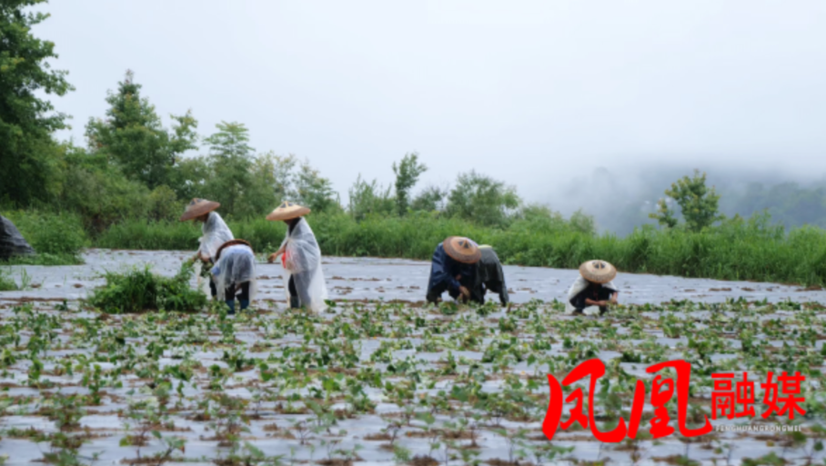 凤凰县旯都洋村：紫薯移栽忙  小紫薯点亮乡村振兴新“薯”光