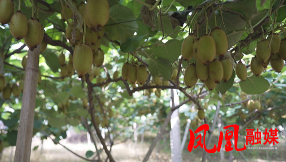 凤凰县廖家桥镇漾水坨社区：金果满枝头 群众疏果忙