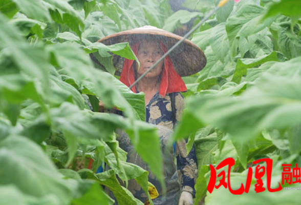 凤凰县阿拉营镇黄合社区：打药防病护金叶 科学管护迎丰收