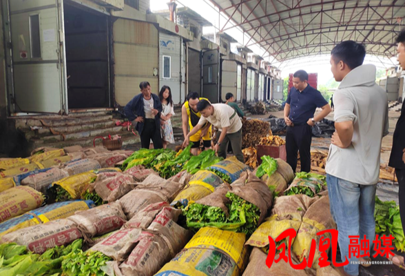 凤凰县:科技力量精准护航 烟叶减灾降损