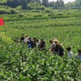 凤凰县茶田镇：千亩烟田铺就振兴路  烟叶成富民“黄金叶”