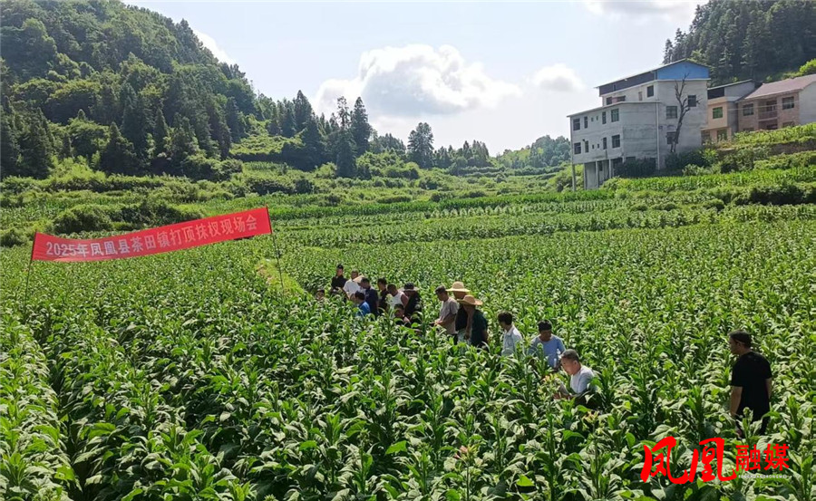 镇人大代表深入烟叶种植基地“把脉问诊”发展难题.jpg