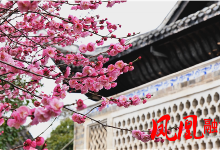 三潭书院梅花竞放 古韵书香浸润苗疆