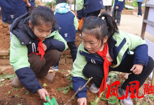凤凰县箭道坪第一小学：猕猴桃种植进校园  劳动课堂促成长