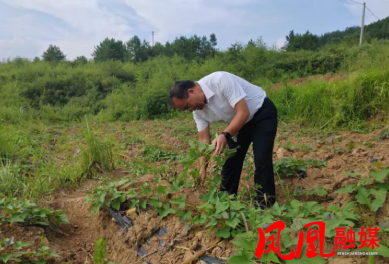 凤凰县:烟薯套种新模式点亮烟农增收路