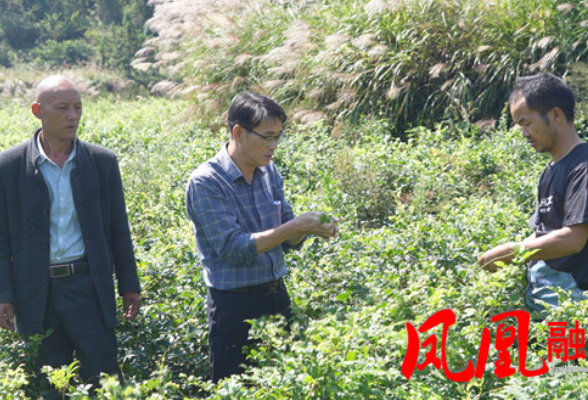 当好代表为人民| 田仁稳：返乡兴产业 履职助增收