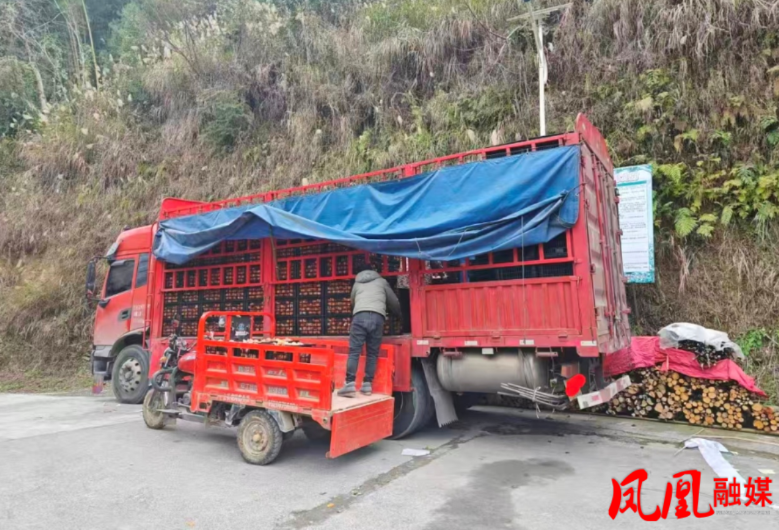 凤凰县水打田乡:“早蜜一号”柑橘畅销村集体经济销量突破3万斤