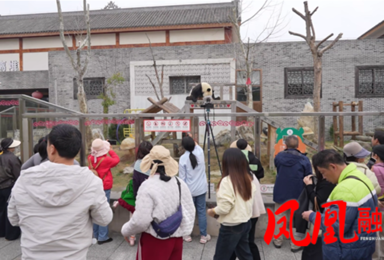 凤凰县中华大熊猫苑迎来首批春日研学游