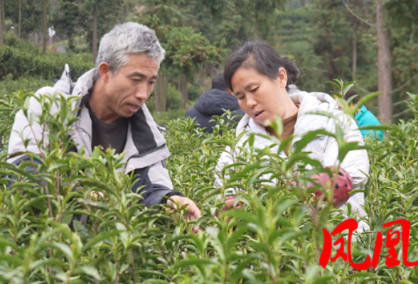 凤凰县庄上村：春茶开采正当时 山野清香助振兴