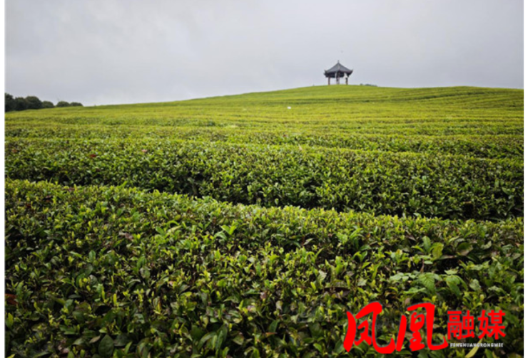 凤凰县阿拉营镇黄合社区：春茶“头采”忙 芽孢尖上看振兴