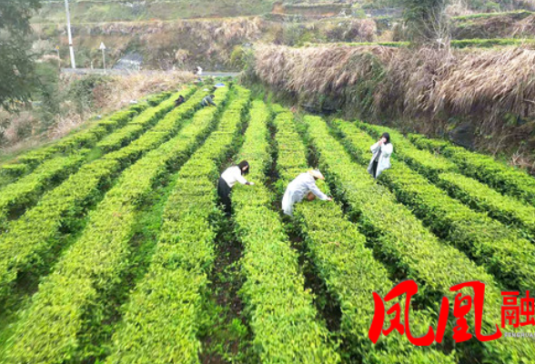 凤凰县山江镇好友村黄金茶进入采收旺季