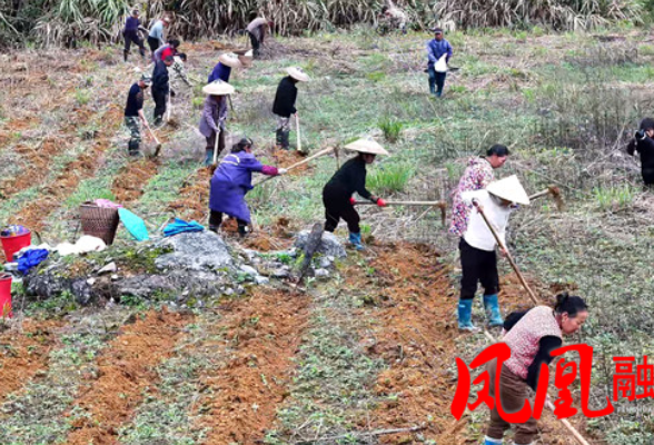 开足马力 开创新局|凤凰县得胜营社区：种下50亩“摇钱椿” 集体经济添“春芽”