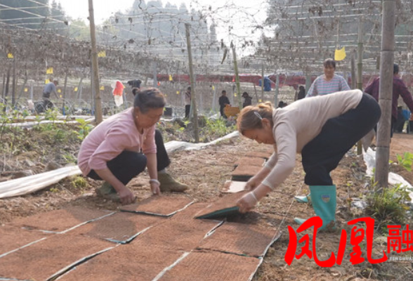 开足马力 开创新局|抢抓春耕农时  凤凰县有序推进水稻育苗工作