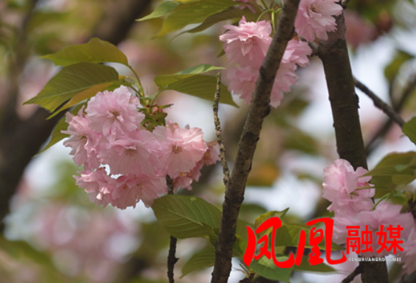 凤凰：城区路段樱花盛开 春日“花路”引市民打卡