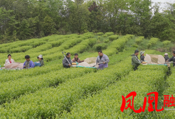 开足马力 开创新局|一片小茶叶  致富新希望：凤凰县黄金茶闯入国际市场
