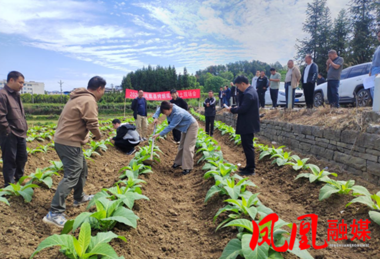 聚焦大田精细培管 赋能烟叶稳产提质——凤凰县召开2026年烟叶生产大田培管现场会
