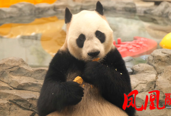 凤凰中华大熊猫苑:国宝憨态吸粉境外游客
