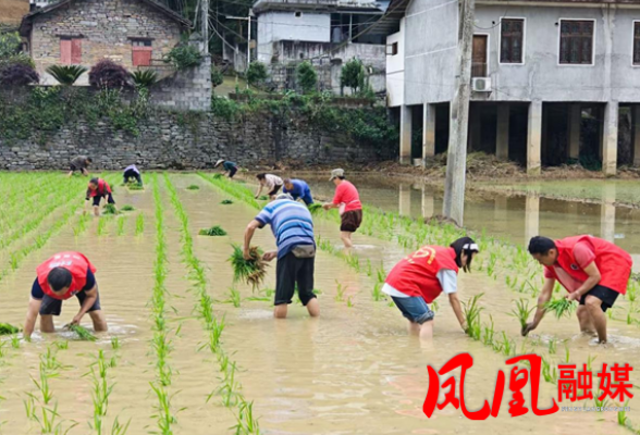 凤凰县水打田乡:雨润乡野 志愿助农正当时