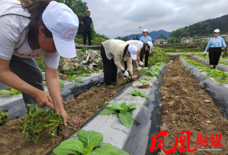 凤凰县烟叶中心考察学习龙山烟薯套种新模式