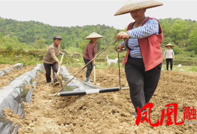 五一耕忙正当时 订单农业助振兴——凤凰县吉信镇塘寨村：绘就产业富民新图景