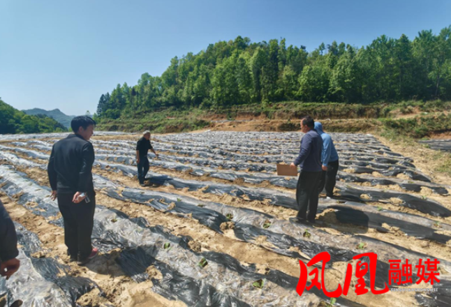 凤凰县：抓实“千株定亩”核查护航烟叶提质