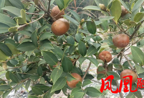 凤凰县水打田乡:精管油茶产业 厚植乡村振兴底气