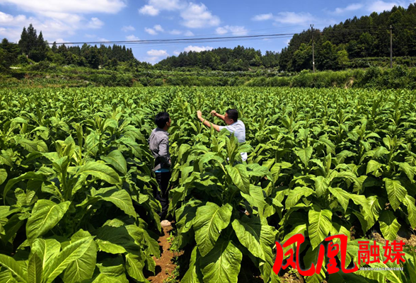 凤凰县：强化田间管理指导 护航烟叶稳产丰收