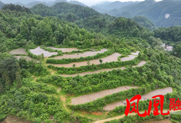 凤凰县旯都洋村:抢抓农时栽薯苗 铺就振兴致富路