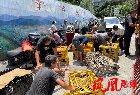 凤凰县吉信镇:免费鸡苗送上门 助力残困家庭增收