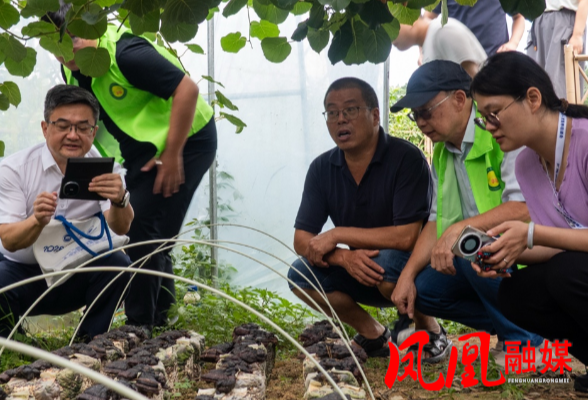 凤凰猕猴桃科技小院:深耕科研育人才 聚力产业促振兴