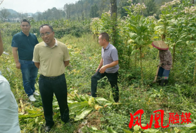 凤凰县:烟秆回收综合利用助力农业绿色转型