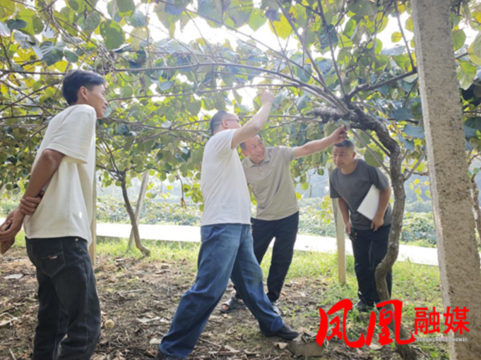 科技赋能强产业!凤凰县科工信局牵线助力岩寨村猕猴桃提质增效
