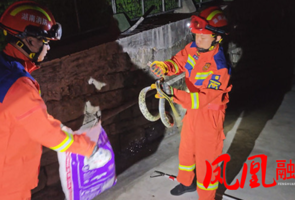 凤凰县：两起蛇类扰民警情 消防快速处置保平安