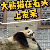 凤凰融媒 | 凤凰：大熊猫在石头上发呆