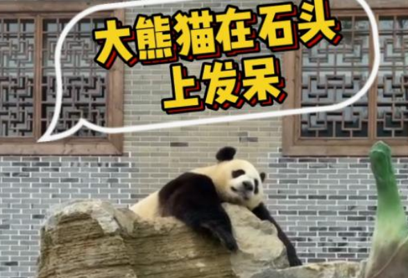 湖南凤凰：大熊猫在石头上发呆，注意：这是非静止画面