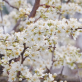 凤凰县大坪村:奈李花盛放 赏花正当时