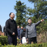 毛家深入乡镇调研督导茶叶和烟叶产业发展工作