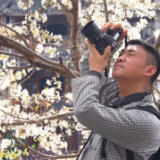 春日“樱”你而来 悠享凤凰古城慢时光