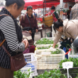 凤凰县：春耕秧苗销售火热 辣椒苗成热销主力
