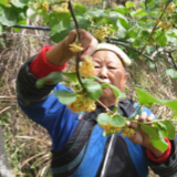 凤凰县：猕猴桃花开香满园 果农抢时授粉忙