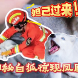 “妲己过来”！消防员凤凰古城上演“驯狐记”