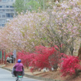 凤凰:粉色樱花浪漫绽放 扮靓春日街头