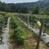 凤凰县千工坪镇:创新模式守红线 一地多收保粮仓