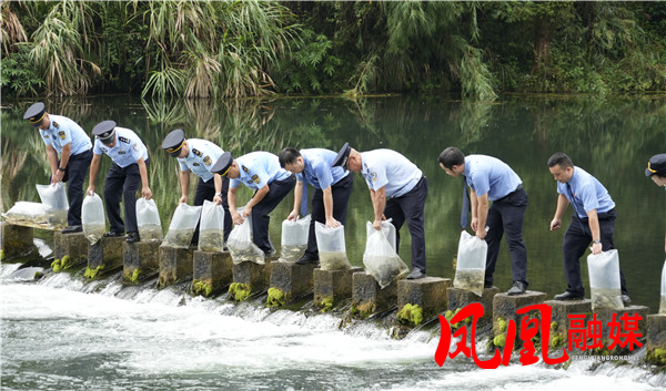 凤凰县沱江河畔生态修复添新景:5万尾鱼苗放流 共筑“环境有价、损害担责”生态防线