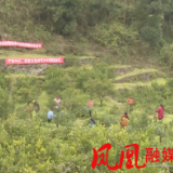 凤凰：椪柑种植能人优化新品种  “种”出农民脱贫产业