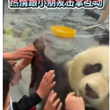 凤凰融媒丨国宝宠粉时间到！凤凰大熊猫热情跟小朋友击掌互动