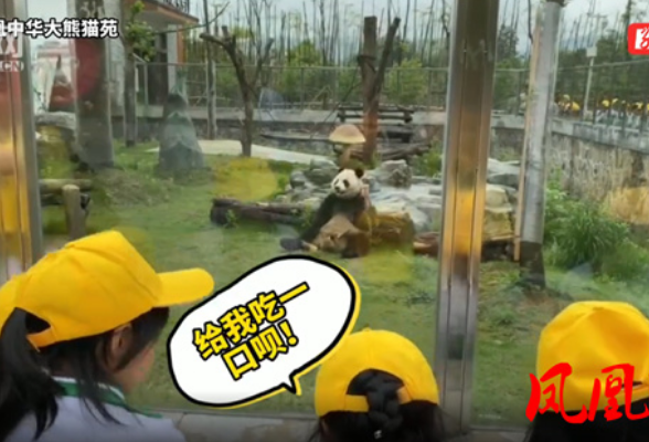 凤凰融媒丨凤凰：小朋友近距离看大熊猫兴安“干饭”
