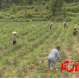 红色湘西·筑梦前行——百名记者看百年巨变：茶产业托起乡村脱贫梦  推动乡村振兴