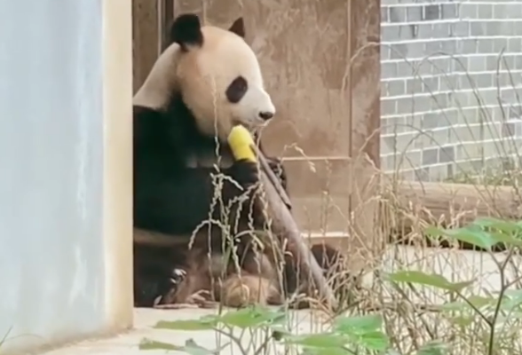 大熊猫发现被偷拍，直接和镜头对上了