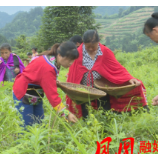 凤凰融媒 | 凤凰雪茶进入采摘期 茶农丰收笑开颜